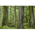 thumbnail image 2 of Paulson, Don 18x13 Black Ornate Wood Framed with Double Matting Museum Art Print Titled - Washington, Olympic NP Barnes Creek Trail forest, 2 of 4