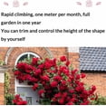 thumbnail image 2 of Climbing Rose Seeds for Planting Outdoors, Mixed Climbing Vine Rose Flower Seeds for All Seasons (B,500PC), 2 of 10
