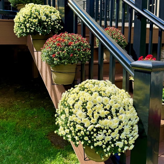 Bloem RailScapes Floating Railing Planter Clip | 3-Pack