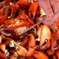 thumbnail image 6 of Creole Feast SF1001 4 Pieces Stainless Steel Seafood Forks, Double-ended Lobster & Crabs & Nuts Forks Picks, Seafood Tools Set, Multipurpose, 7-inch, Silver, 6 of 9