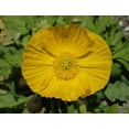 thumbnail image 4 of Champagne Yellow Icelandic Poppy - Vibrant Flowering Perennial for Garden Borders & Containers, Attracts Pollinators, Non-Toxic, Easy Care  1 Gallon (Pack of 10), 4 of 11