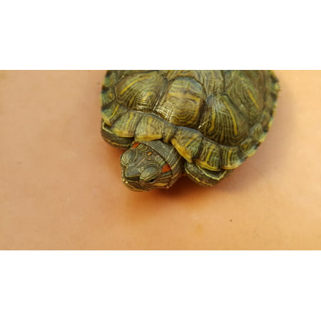 LAMINATED POSTER Green Turtle Animal Red Eared Slider Poster Print 24 x