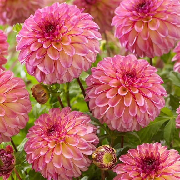 Foxy Lady Decorative Dahlia Flower Bulbs - 3 Tubers Per Pack - Blooms All Summer - Grows Well in Containers - Good as Cut Flowers - Deer Resistant