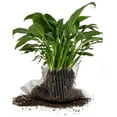 thumbnail image 4 of 2 Pack Plant Root Guard Baskets,Stainless Steel Wire Baskets Protect Plant Roots,Gopher Wire Speed Baskets,Stainless Steel Mole and Vole Baskets for Garden Plant Root Protection, 3 Gallon, 4 of 7