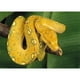 thumbnail image 1 of Diamond Painting (DE5675) Animal Square Handicraft (DM146 Golden Python) 40x50cm FLhrweasw Nuevo, 1 of 1