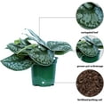 thumbnail image 3 of Live Combo Scindapsus Pictus Silvery Ann & Exotica, Silver Pothos, Plant Lover Gift, Grandma Birthday Gift, Housewarming Gift for Couples, Office Christmas Gift, Get Well Gift in 4" Pots, 3 of 5