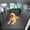 Gray, variant on JKLESA Dog Car Seat Cover for Back Seat, 52"x65" Waterproof Hard-Bottom Hammock with Side Flaps, Heavy-Duty 450lbs, Non-Slip & Scratch-Proof PU Leather Protector for SUV, Truck & Sedan Gray