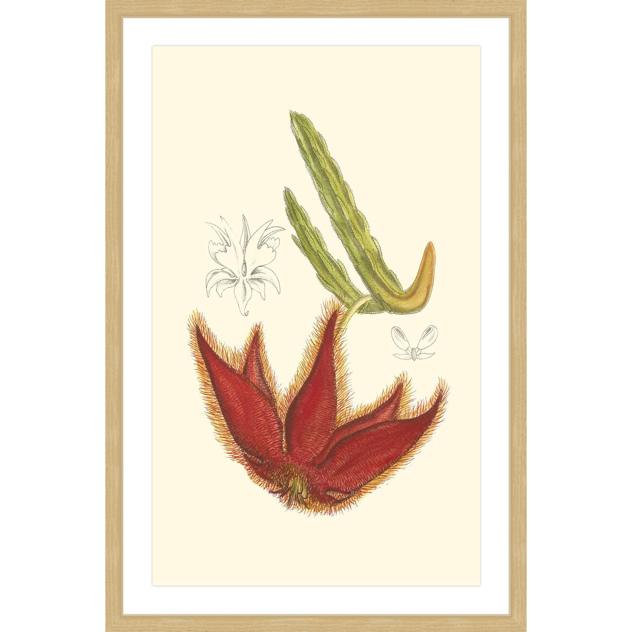 Marmont Hill "Flowering Cactus IV" Framed Painting Print