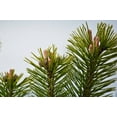 thumbnail image 6 of The Jonsteen Company Mugo Pine Live Tree, Eco-Friendly, 6 of 8