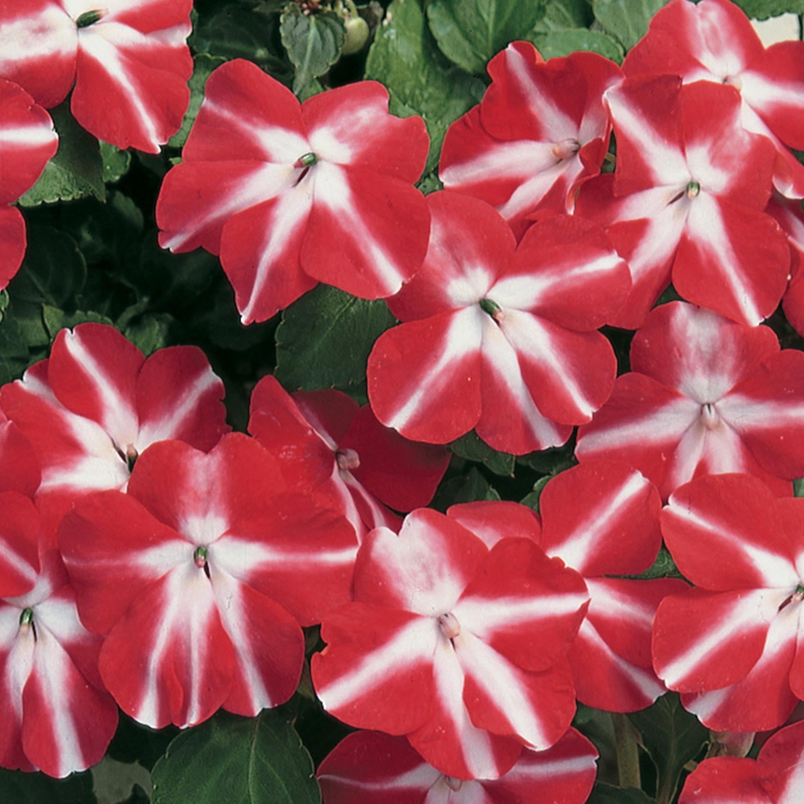 Impatiens Flower Garden Seeds F1 Accent Series Red Star 500 Seeds