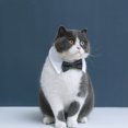 thumbnail image 4 of CSChome Collier pour Animaux de Compagnie Ajustable Collier Attache Douce Col de Chien Cravate Fournitures pour Animaux de Compagnie Collier de Cravate, 4 of 6