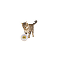 thumbnail image 2 of Kennel Club Printed Melamine Cat Food Bowls - Perfect for Your Feline Friend, Decorated with Kitty-Inspired Designs, 5x1.25 in. 3 Pack, 2 of 7