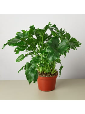 Philodendron Little Hope' - 6