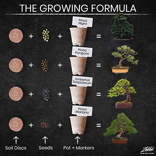 Grow It - Kit de culture pour bonsaï