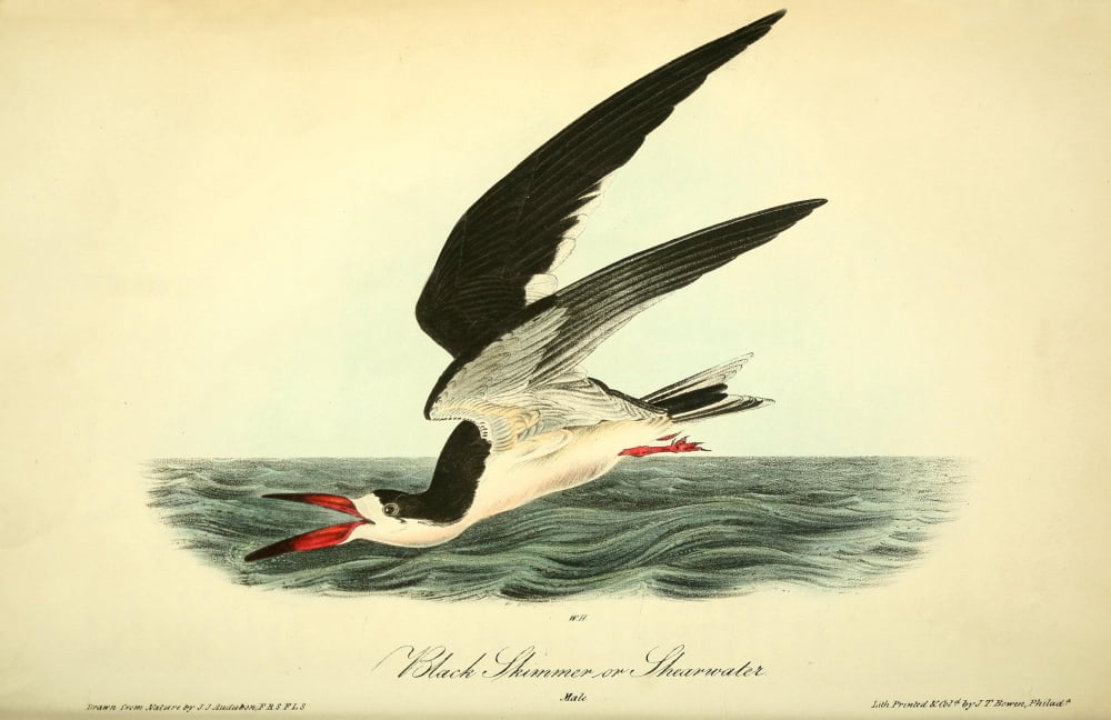 Birds Of America 18