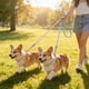 thumbnail image 5 of Correa doble para perros con mango de espuma – Correa de paseo de cuerda de nailon para dos perros, diseño de doble gancho para mascotas pequeñas y medianas., 5 of 6