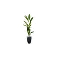 thumbnail image 2 of Dwarf English Cherry Laurel | 10 Live Plants | Prunus Laurocerasus Compacta | Fast Growing Hardy Evergreen Privacy Shrub, 2 of 6