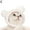 白クマ, variant on Cat Pet Dog Cute Animal Cap Hat Head Wear For Puppy Costume Headband Hot B7A3