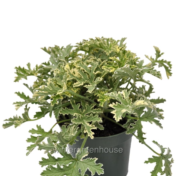 Pelargonium Graveolens, Grey Lady Plymouth, Scented Geranium - Pot Size: 4.5" - Colorful Foliage, Plants