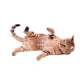 thumbnail image 2 of Brown Cat Breed Bengal Wall Decal Sticker by Wallmonkeys Vinyl Peel and Stick Graphic (36 in W x 21 in H), 2 of 4