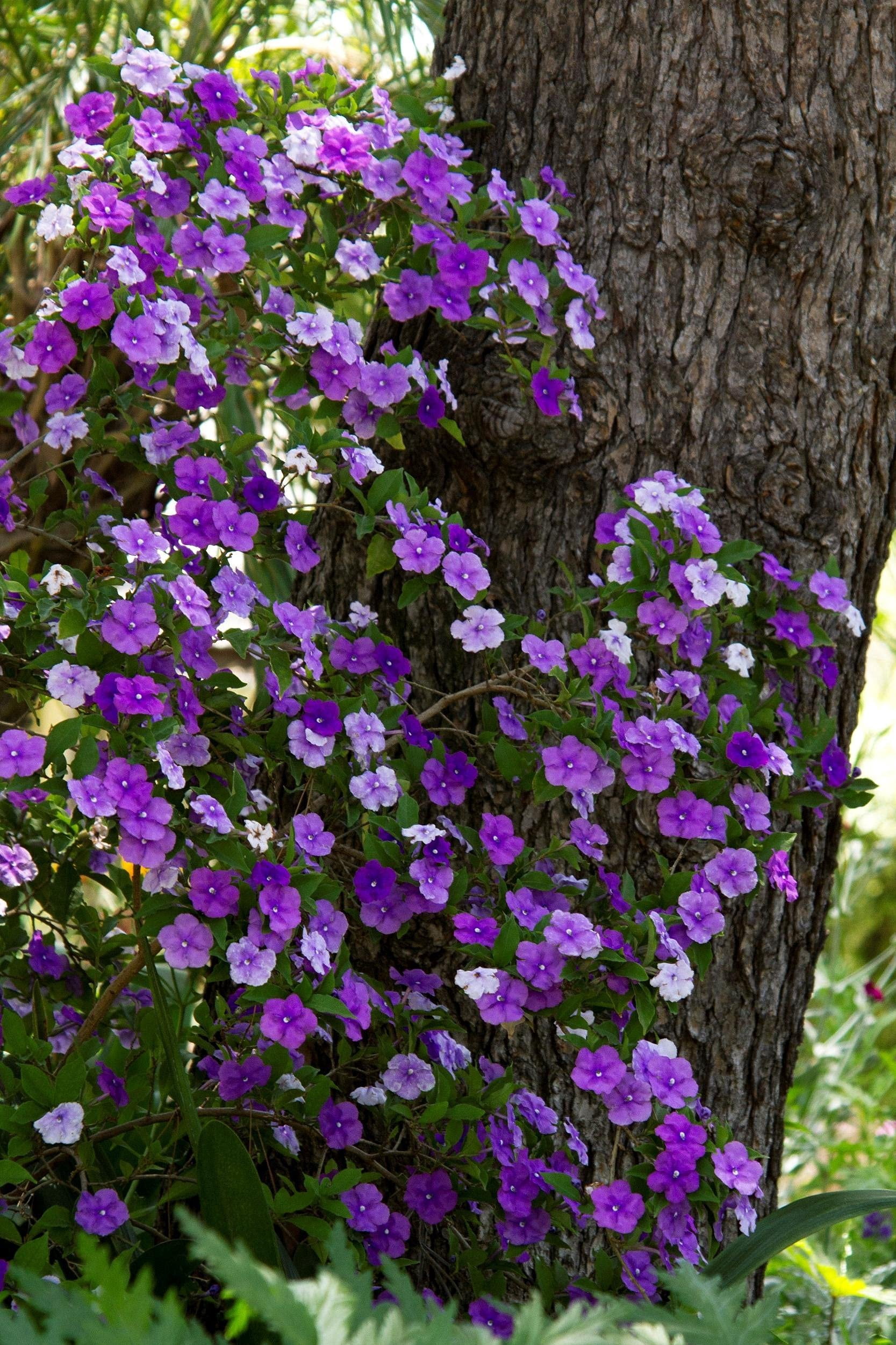 Yesterday, Today and Tomorrow  10 Live Plants  Brunfelsia Pauciflora Floribunda  Beautiful Blooming Violet & White Flowers Evergreen Screening Shrub