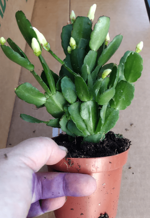 White Easter Cactus Plant Live for Planting, Easter Cactus Flower Plant for Indoor Outdoor 4 to 6 Inch Tall