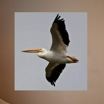 Wallhogs Schmeltzer Pelican Poster Wall Mural