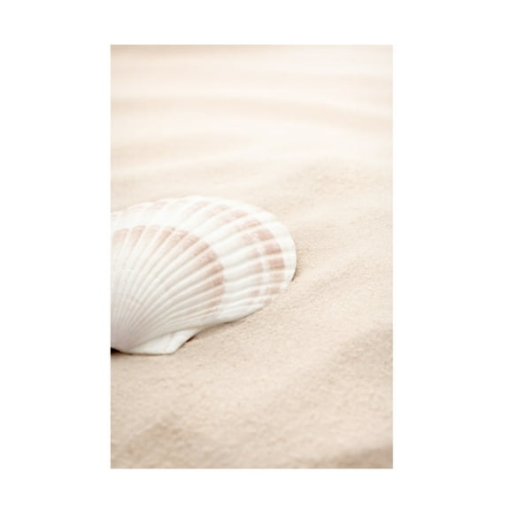 Trademark Fine Art Pictufy Studio Shell 3 Canvas Wall Art