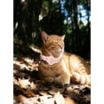 thumbnail image 5 of GPS Pet Tracker Collar for Cats Waterproof No Monthly Fee Advanced Tracking Device for Pet Safety, 5 of 5
