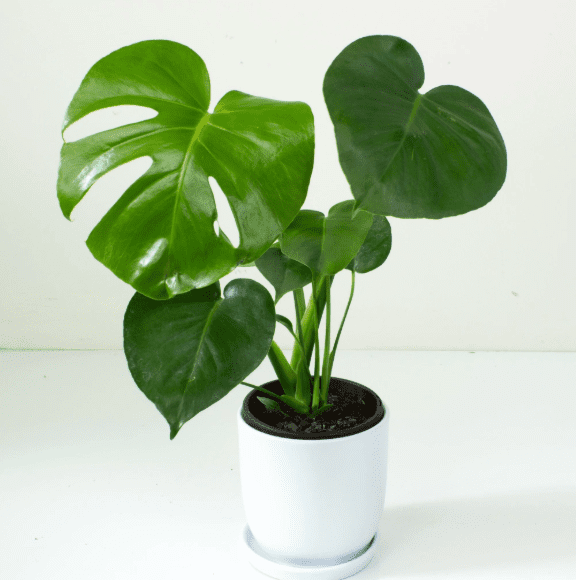 Monstera Deliciosa Plant Live for Planting, Rare Monstera Plant for Indoor Outdoor 4 to 6 Inch Tall