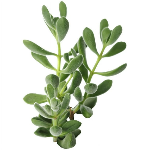 Crassula Congesta Green Beans Succulent (2 inch)
