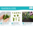 thumbnail image 5 of Canton Aquatics Beginner Live Aquarium Plants Bundle, Aquarium Plant Decoration, with insulated mailer, Green, 10 Count, 5 of 10