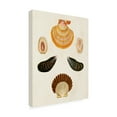thumbnail image 2 of G W Knorr 'Knorr Shells I' Canvas Art, 2 of 3