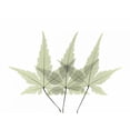 thumbnail image 2 of Koetsier, Albert 18x15 Black Ornate Wood Framed with Double Matting Museum Art Print Titled - Japanese Maple 2, 2 of 4