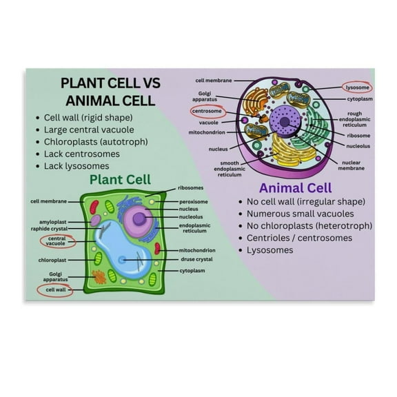 Animal And Plant Cell Art Poster Science Art Poster Educational Art Poster Canvas Poster Bedroom Decor Office Room Decor