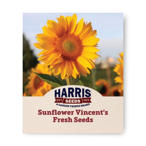 Harris Seeds - Sunflower Vincent's Fresh F1 Seeds - Rounded Overlapping Petals - 50 Seeds
