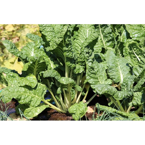 300 *Seeds FORDHOOK GIANT SWISS CHARD (Perpetual Spinach) Beta Vulgaris Cicla Vegetable Seeds