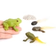 thumbnail image 3 of MesaSe Simulation Insect Plastic Animal Early Growth Preschool Model Miniature Educational Props Cognition Toy for Children, 3 of 9