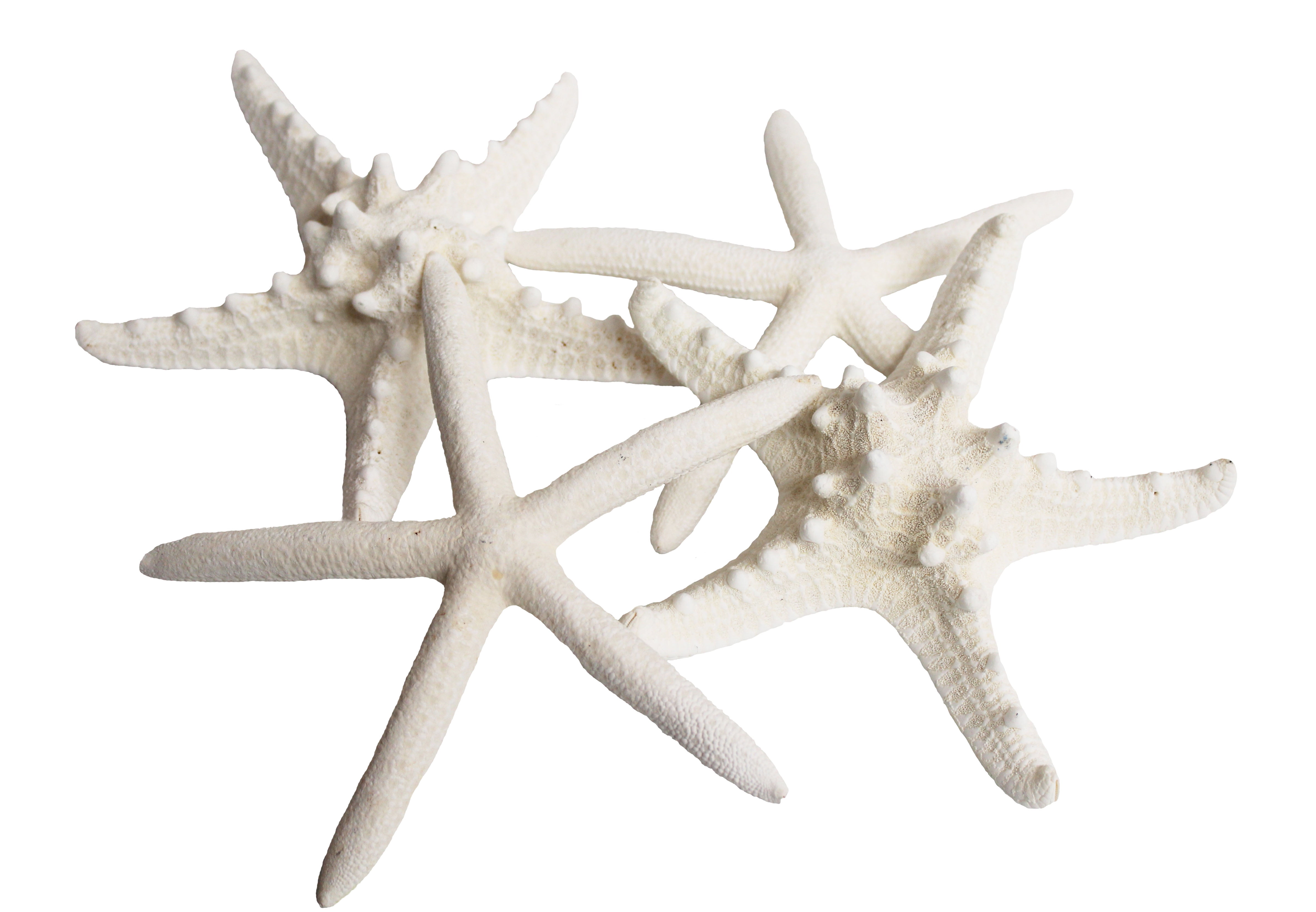 Starfish Beach Decor Key Holder for Wall