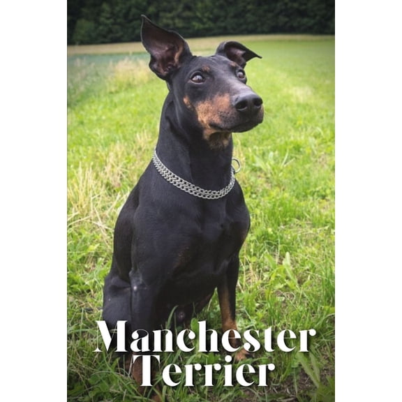 Manchester Terrier: Dog breed overview and guide (Paperback)