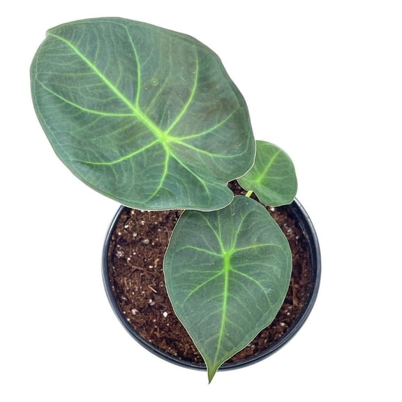 BubbleBlooms Alocasia Regal Shield, 4 inch, Very Rare Elephant's Ear Plant