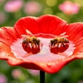 thumbnail image 5 of Flower Shaped Pollinator Waterer Feeder With Metal Stake Outdoor Garden Decor Butterfly Hummingbird Feeder For Yard Backyard Patio Insect Waterer, 5 of 6