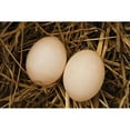 thumbnail image 3 of Millet, Karyn 18x13 Black Modern Framed Museum Art Print Titled - Eggs I, 3 of 5