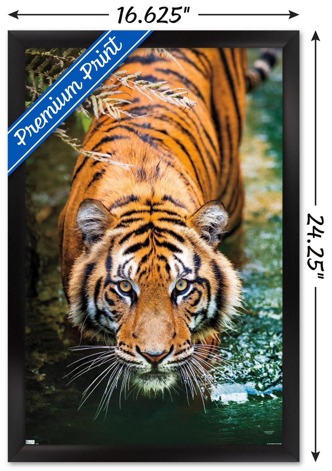 Tiger - Water Wall Poster