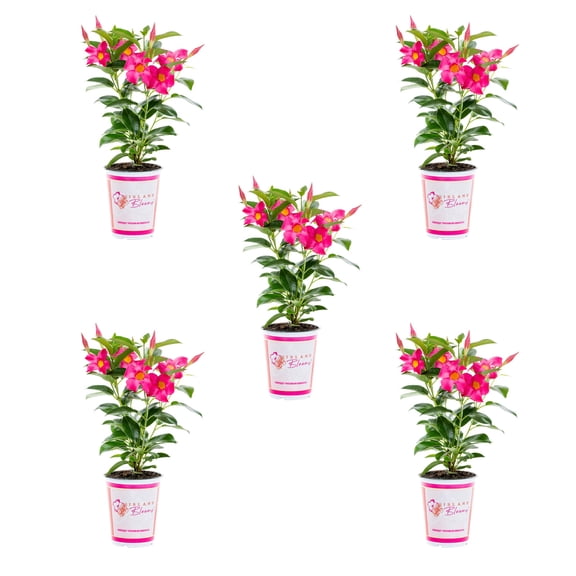Island Blooms 1.5PT Pink Mandevilla Live Tropical Plant Sun 5-Pack