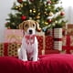 thumbnail image 4 of Collar navideño para perro con lazo, collar navideño con lazo para perro, regalos para fiestas navideñas, 4 of 5