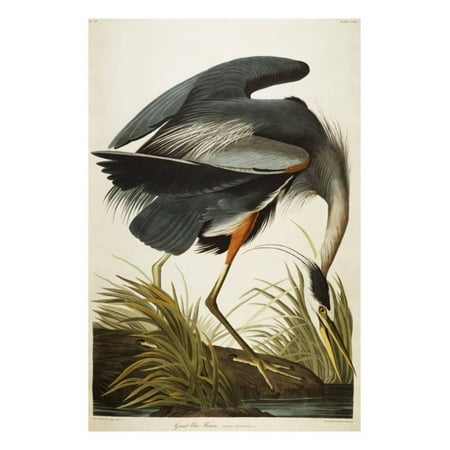 - Great Blue Heron Vintage Bird Illustration Print Wall Art By John James Audubon