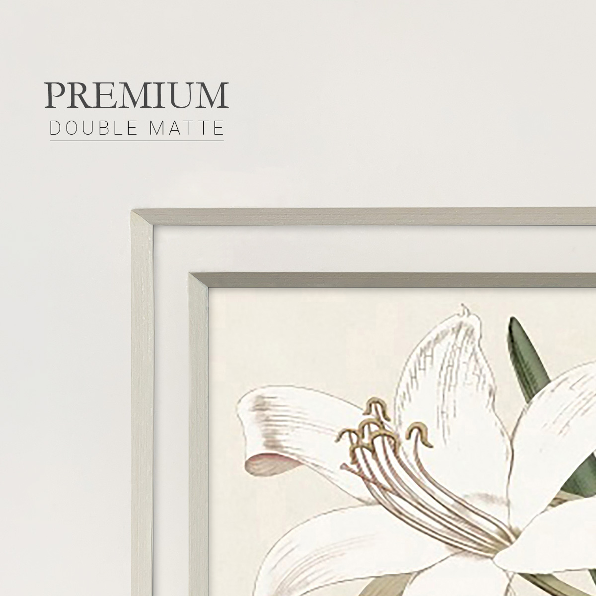Amaryllis Varietals IIPremium Framed Print