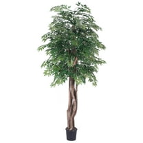 Vickerman 6' Artificial Ming Aralia Executive, Black Plastic Pot
