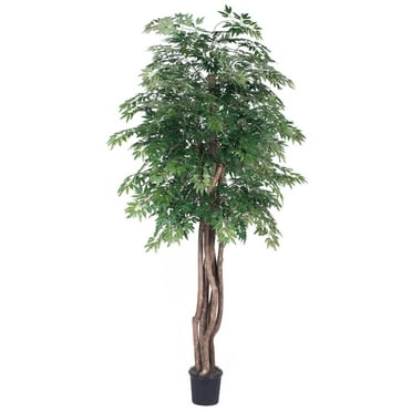 Vickerman 6' Artificial Ming Aralia Executive, Black Plastic Pot